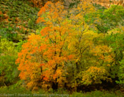 Maple Trees, Zion National Park, Utah (4x5)